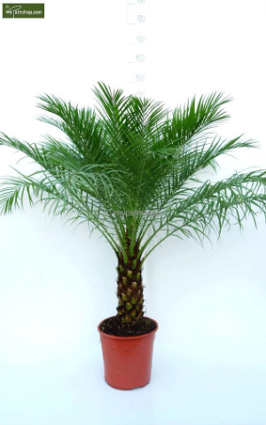 palm kopen